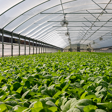 Greenhouse Automation | MAXIMUS Solution