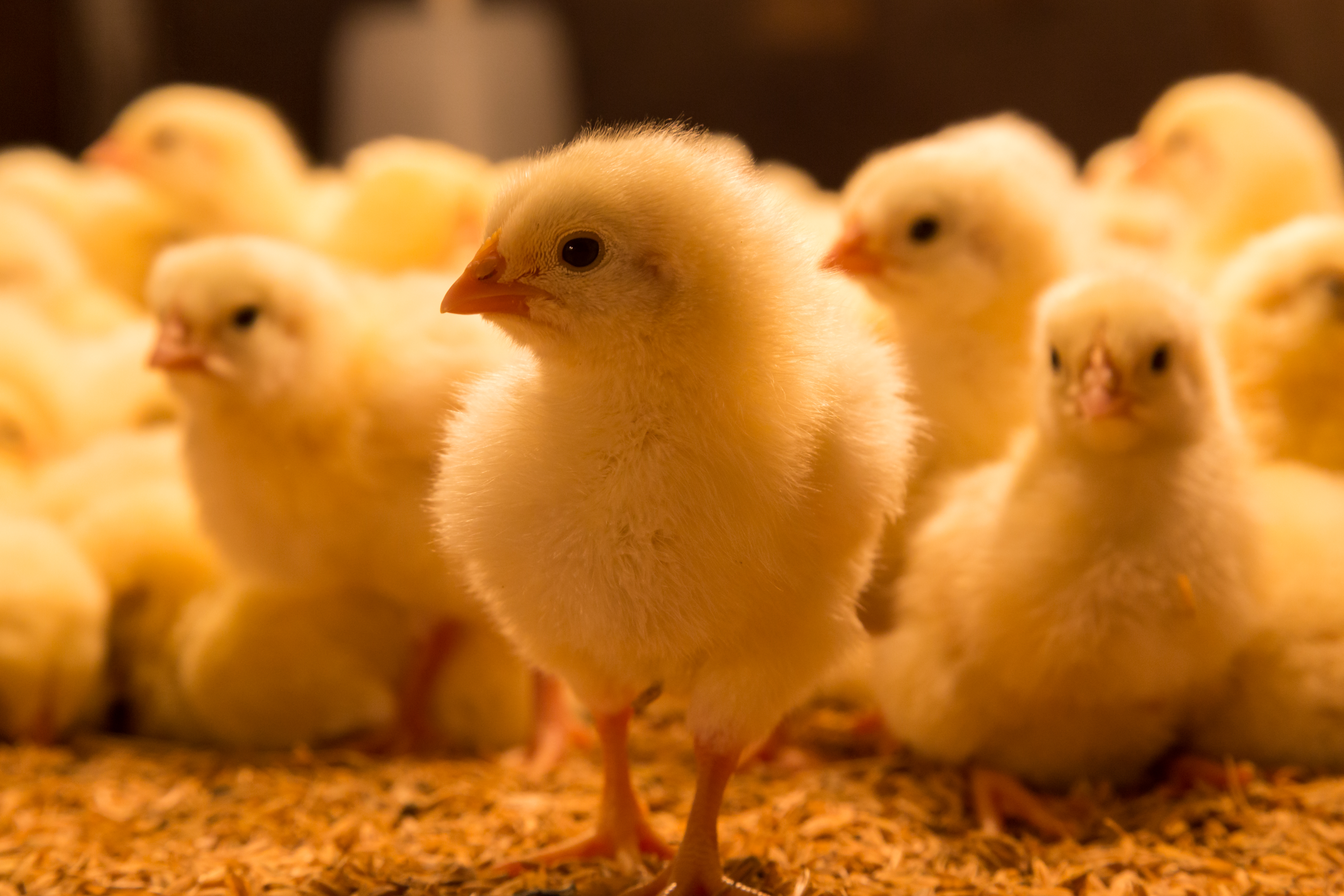 Software de gestión avícola | Beneficios del software de gestión avícola MAXIMUS