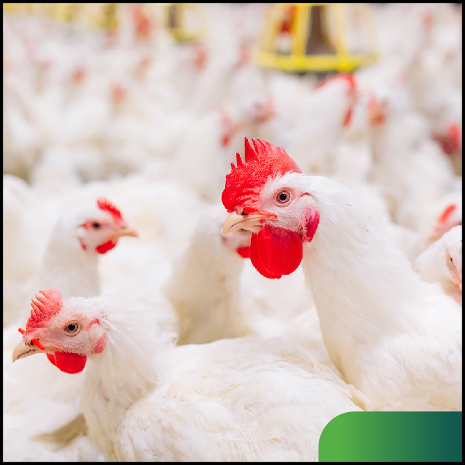 Informes de producción avícola disponibles con el software de gestión MAXIMUS