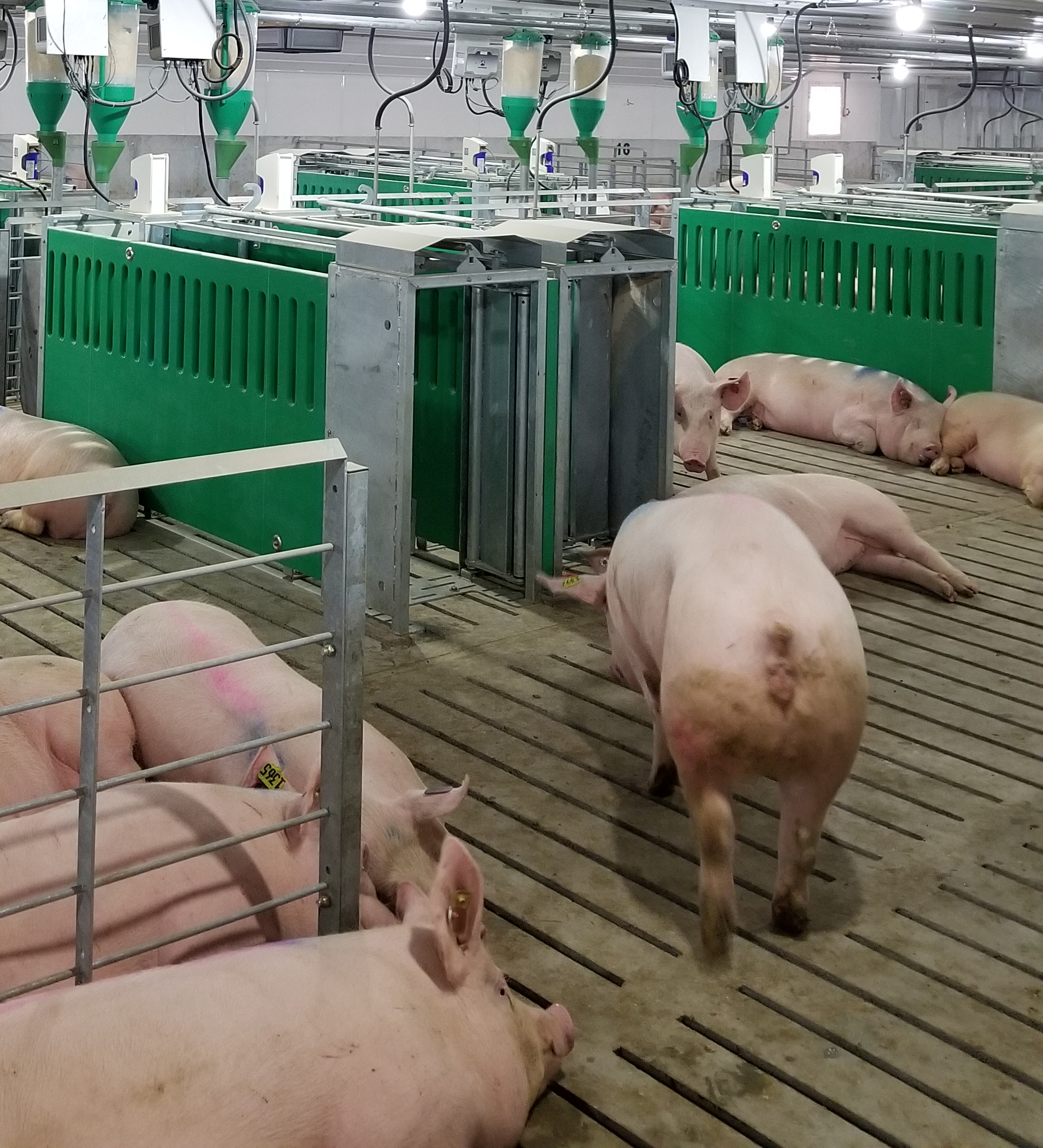 Système de contrôle porcin -  Gestion de l'alimentation