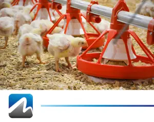Poultry Feed Management
