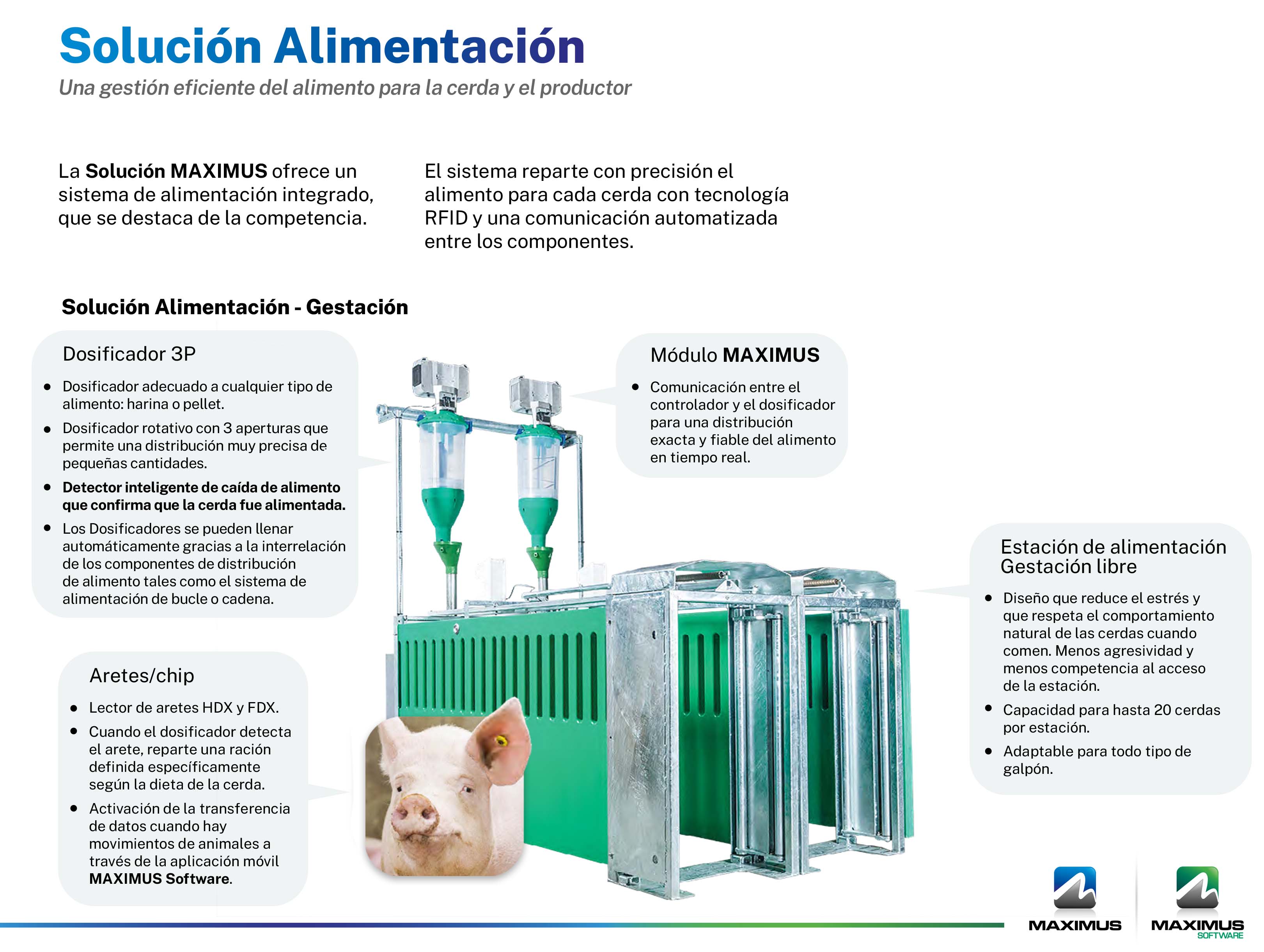 Sistema de gestión para cerdos | MAXIMUS Gestión de la alimentación - Gestación grupal de cerdas (ESF)