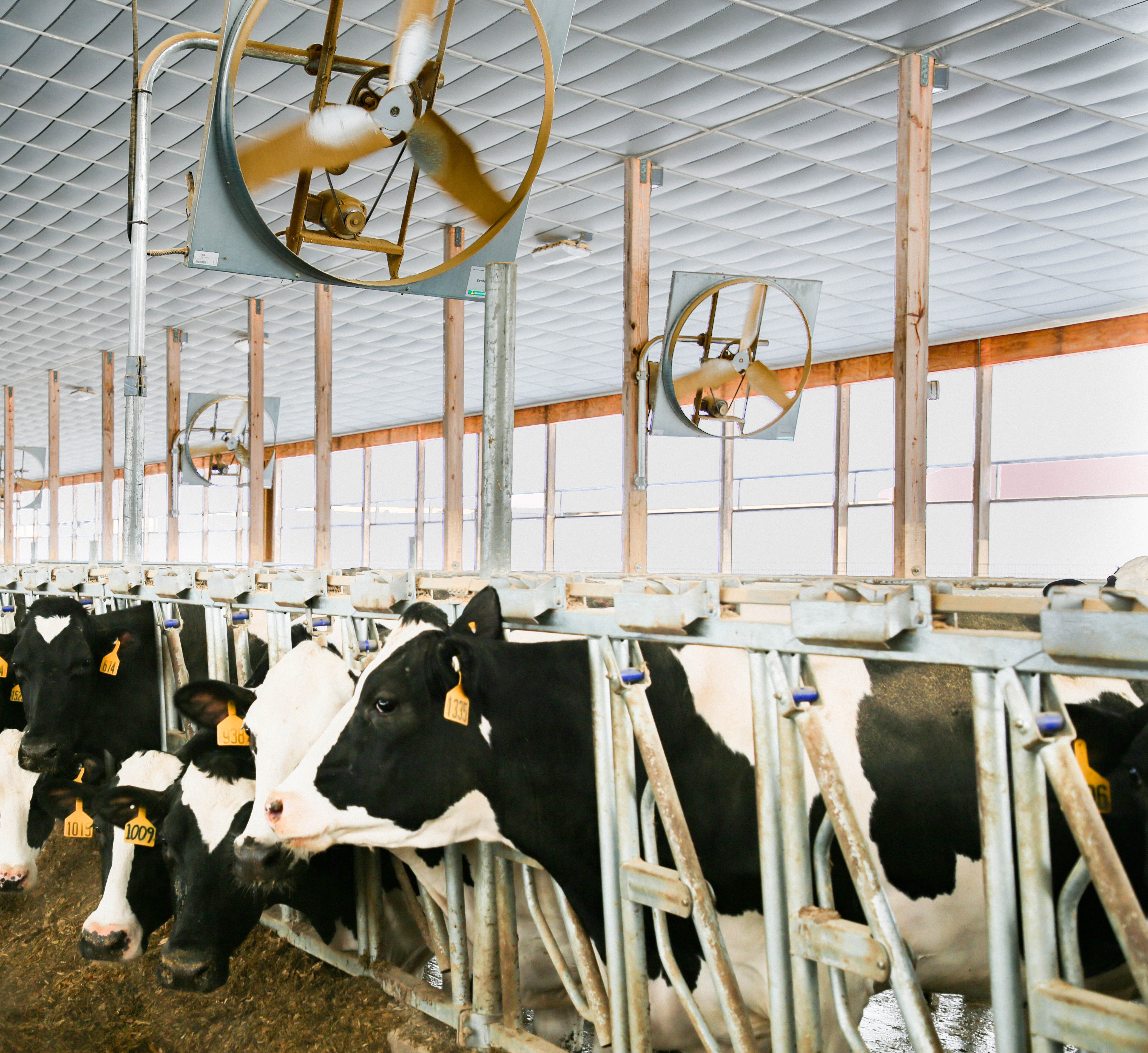 Système de ventilation ferme laitière - Le contrôleur MAXIMUS calcule la valeur de l’index TH (température/humidité)