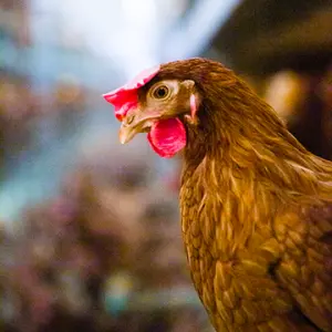 poultry-management